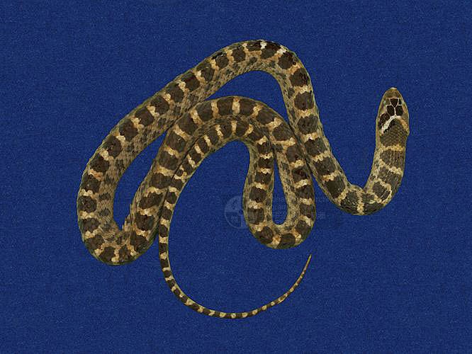 ƦƪD ]TMRS-0254^<br>^W١GRed-banded snake<br>ԤBǦWGDinodon rufozonatum<br>LOWGDBҳDBҡBbðߡB