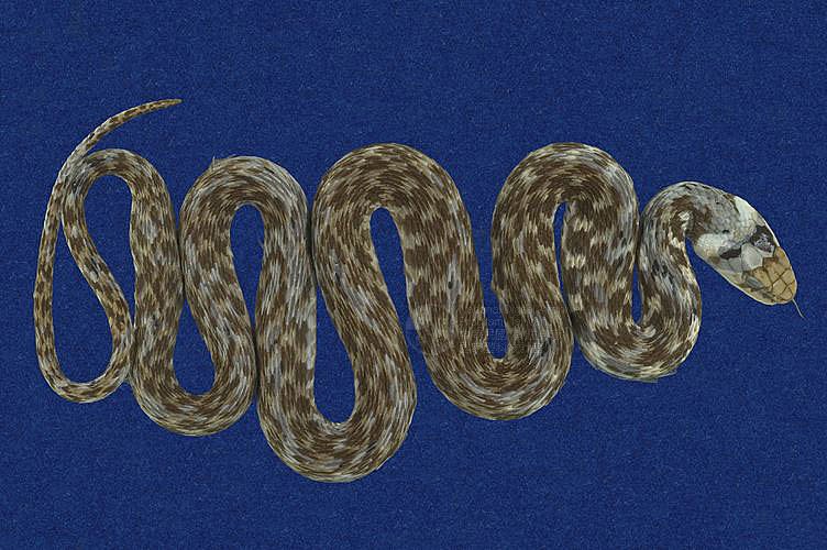 ƦƪOWҳD ]TMRS-0255^<br>^W١GAsian tiger snake<br>ԤBǦWGRhabdophis tigrina formosana<br>LOWG괳CDB괳DBDBCD
