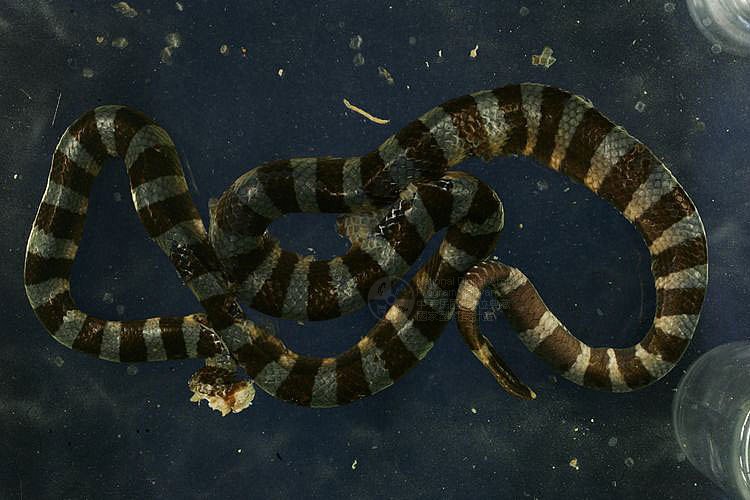 Ʀƪ®BCD ]TMRS-0266^<br>^W١GBlack-lipped sea krait<br>ԤBǦWGLaticauda laticaudata<br>LOWGD<br>L^OWGBanded amphibious sea snake , Hiroo-Umi-Hebi  ()