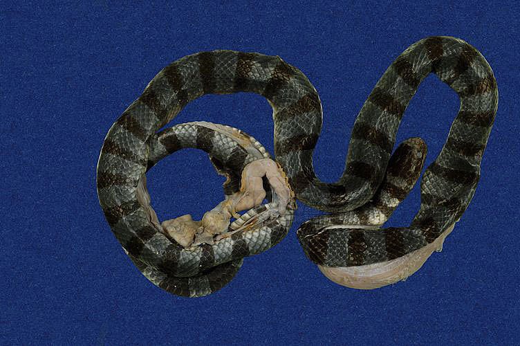 ƦƪBCD ]TMRS-0268^<br>^W١GYellow-lipped sea krait<br>ԤBǦWGLaticauda colubrina<br>LOWGŦǫD<br>L^OWGBanded yellow-lip sea snake