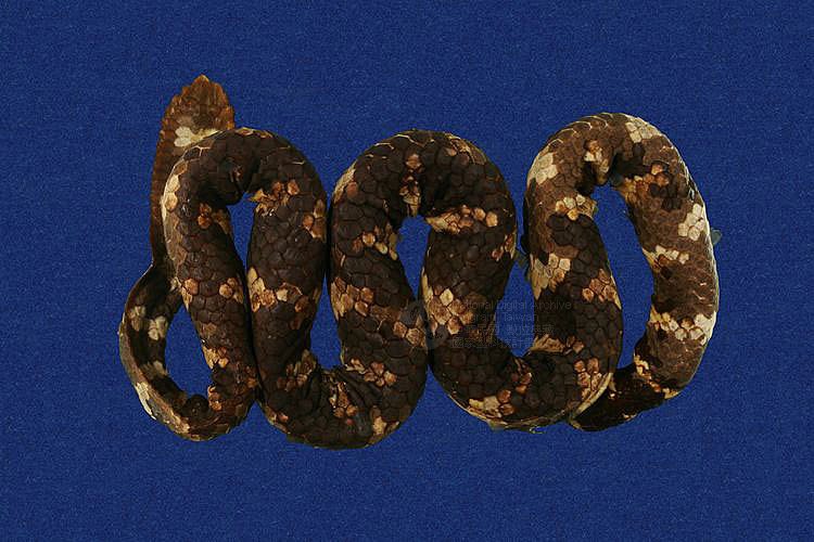 Ʀƪ󶺮qD ]TMRS-0270^<br>^W١GTurtle-head sea snake<br>ԤBǦWGEmydocephalus ijimae<br>LOWGqtYD