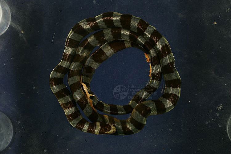 Ʀƪ®BCD ]TMRS-0274^<br>^W١GBlack-lipped sea krait<br>ԤBǦWGLaticauda laticaudata<br>LOWGD<br>L^OWGBanded amphibious sea snake , Hiroo-Umi-Hebi  ()