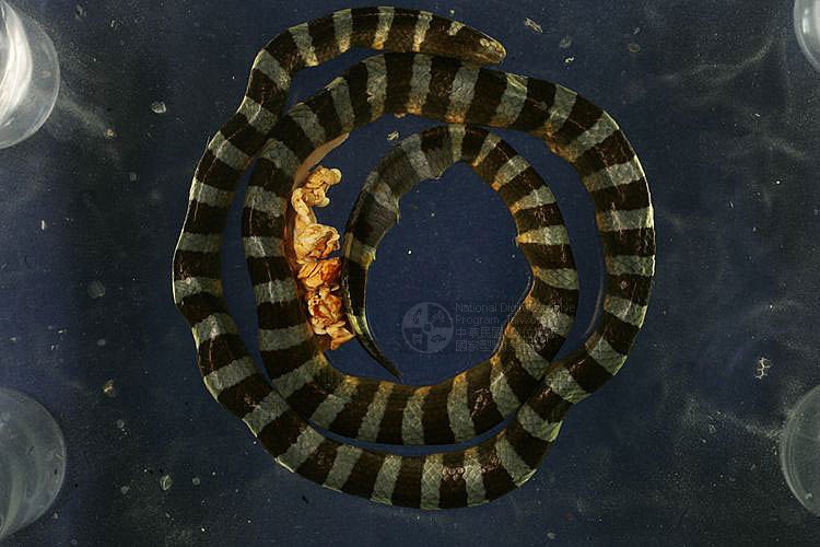 Ʀƪ®BCD ]TMRS-0275^<br>^W١GBlack-lipped sea krait<br>ԤBǦWGLaticauda laticaudata<br>LOWGD<br>L^OWGBanded amphibious sea snake , Hiroo-Umi-Hebi  ()