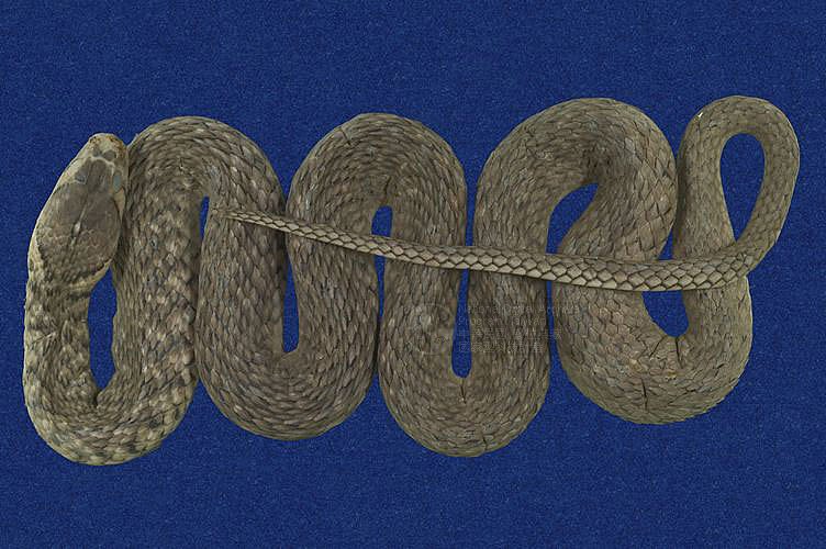 ƦƪD ]TMRS-0279^<br>^W١GCommon Scaled Water Snake<br>ԤBǦWGXenochrophis  piscator<br>LOWGJBdBҡBDBDB[D<br>L^OWGFishing Snake, Grass Flower, Kuan-Yin Snake