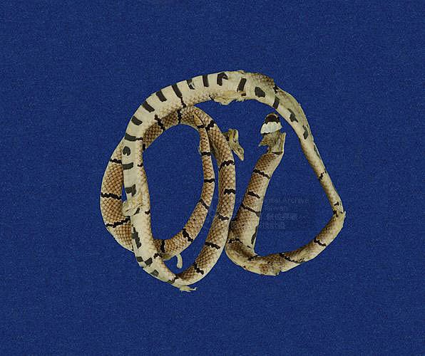 ƦƪD ]TMRS-0290^<br>^W١GTaiwan coral snake, Red-ringed snake<br>ԤBǦWGHemibungarus macclellandi<br>LOWGRDBʸ`BD<br>L^OWGAsia coral snake