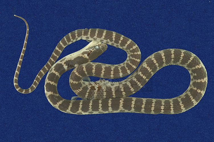 ƦƪD ]TMRS-0298^<br>^W١GRed-banded snake<br>ԤBǦWGDinodon rufozonatum<br>LOWGDBҳDBҡBbðߡB