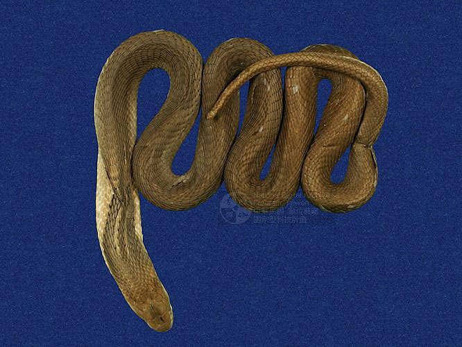 ƦƪD ]TMRS-0301^<br>^W١GChinese cobra<br>ԤBǦWGNaja atra<br>LOWGͭšBDBVDBYBVDBrDBඡBVDBxWD<br>L^OWGspectacle cobra, Common cobra, Taiwan cobra
