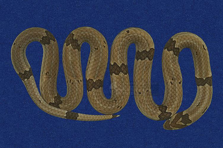 Ʀƪ󨪸Qf ]TMRS-0309^<br>^W١GRed belly pine root snake<br>ԤBǦWGOligodon ornatus ornatus<br>LOWGpYDB_D<br>L^OWGRed belly kukri snake