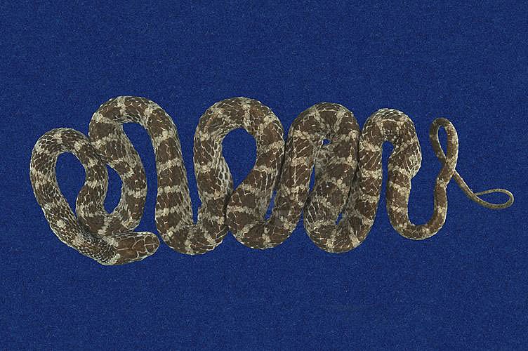 ƦƪD ]TMRS-0314^<br>^W١GRed-banded snake<br>ԤBǦWGDinodon rufozonatum<br>LOWGDBҳDBҡBbðߡB