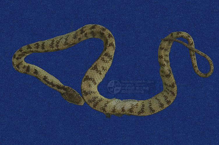 ƦƪOWwYD ]TMRS-0315^<br>^W١GTaiwan chunk-head snake<br>ԤBǦWGPareas formosensis<br>LOWGᰪD<br>L^OWGTaiwan slug snake, Ridged snake