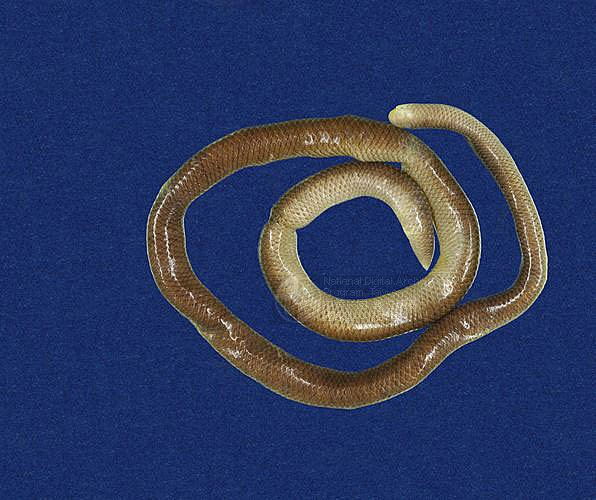 Ʀƪ󪼳D ]TMRS-0319^<br>^W١GBlind Snakes<br>ԤBǦWGRamphotyphlops braminus<br>LOWGpBLCD
