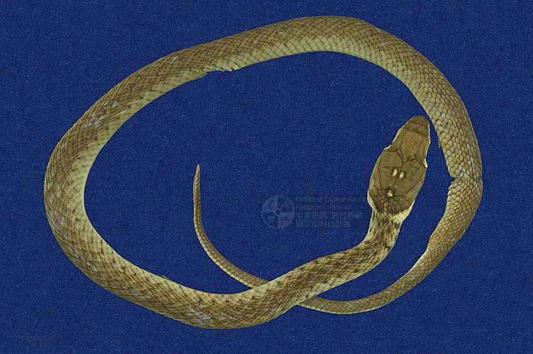 ƦƪD ]TMRS-0327^<br>^W١GCommon Scaled Water Snake<br>ԤBǦWGXenochrophis  piscator<br>LOWGJBdBҡBDBDB[D<br>L^OWGFishing Snake, Grass Flower, Kuan-Yin Snake