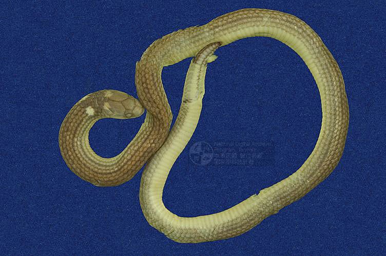 ƦƪOWKuD ]TMRS-0330^<br>^W١GFormosan dwarf snake<br>ԤBǦWGCalamaria pavimentata formosana<br>LOWGyYD<br>L^OWGCollared snake