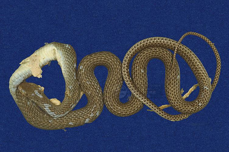 ƦƪӯnD ]TMRS-0333^<br>^W١GDelicate Design Snake<br>ԤBǦWGPtyas korros<br>LOWGǹDBDBLsBsBxWAD<br>L^OWGIndo-Chinese rat snake, Flower-in-the-Mountain