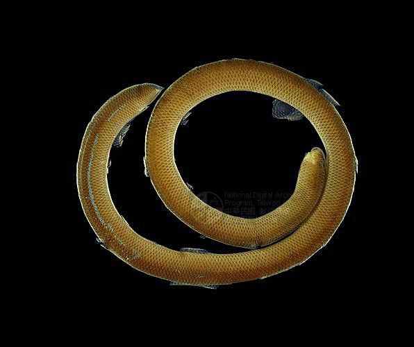 Ʀƪ󪼳D ]TMRS-0350^<br>^W١GBlind Snakes<br>ԤBǦWGRamphotyphlops braminus<br>LOWGpBLCD