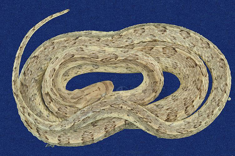 ƦƪRȧQᨺD ]TMRS-0352^<br>^W١GGlossy Snake<br>ԤBǦWGArizona elegans<br>LOWGƳD