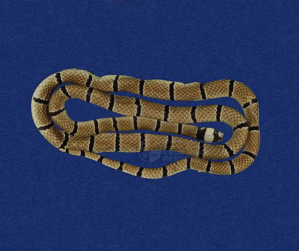 ƦƪD ]TMRS-0353^<br>^W١GTaiwan coral snake, Red-ringed snake<br>ԤBǦWGHemibungarus macclellandi<br>LOWGRDBʸ`BD<br>L^OWGAsia coral snake