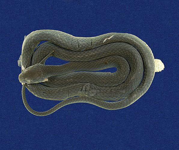 ƦƪCD ]TMRS-0356^<br>^W١GTaiwan Green Snake<br>ԤBǦWGCyclophiops major<br>LOWG()CD<br>L^OWGSmooth Green Snake, Green Vine Snake