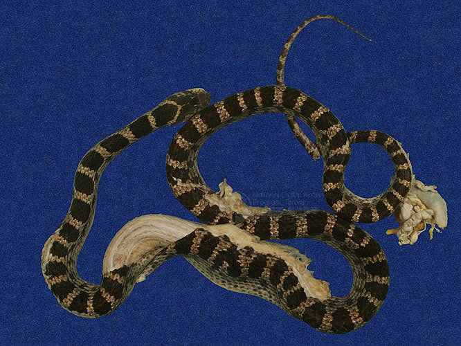 ƦƪD ]TMRS-0357^<br>^W١GRed-banded snake<br>ԤBǦWGDinodon rufozonatum<br>LOWGDBҳDBҡBbðߡB