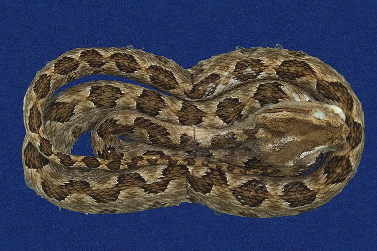 Ʀƪtߪ ]TMRS-0358^<br>^W١GTurtle-designed Snake<br>ԤBǦWGTrimeresurus mucrosquamatus<br>LOWGOKYBD<br>L^OWGPointed-scaled pitviper, Taiwan 