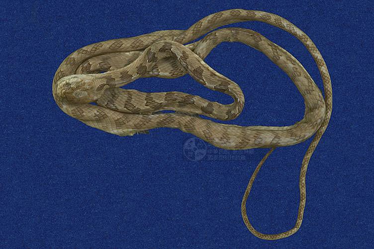 ƦƪjYD ]TMRS-0359^<br>^W١GSquare-headed cat snake<br>ԤBǦWGBoiga kraepelini<br>LOWGxWYDBLD<br>L^OWGTaiwan Tree Snake, Big-Head Snake, Taiwan Square-Head Snake