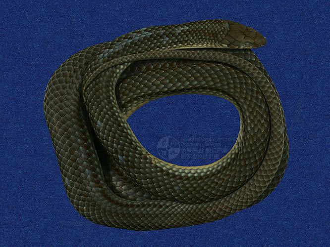 ƦƪR÷ACD ]TMRS-0365^<br>^W١GRyukyu green snake<br>ԤBǦWGCyclophiops semicarinatus