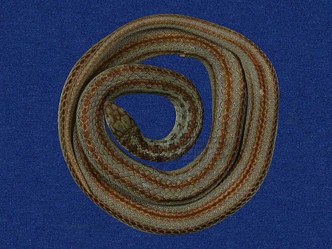 ƦƪR÷ACD ]TMRS-0368^<br>^W١GRyukyu green snake<br>ԤBǦWGCyclophiops semicarinatus