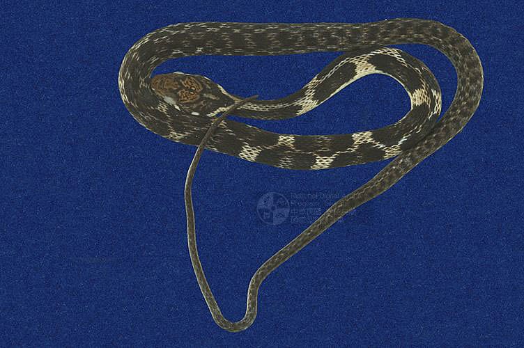 ƦƪIWD ]TMRS-0374^<br>^W١GPryer's keelback snake<br>ԤBǦWGAmphiesma pryeri pryeri<br>L^OWGGarasu-Hiba ()