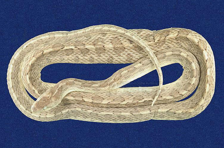 ƦƪRȧQᨺD ]TMRS-0379^<br>^W١GGlossy Snake<br>ԤBǦWGArizona elegans<br>LOWGƳD