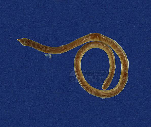Ʀƪ󪼳D ]TMRS-0383^<br>^W١GBlind Snakes<br>ԤBǦWGRamphotyphlops braminus<br>LOWGpBLCD