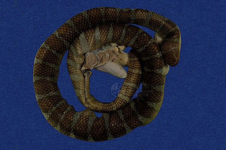 青斑海蛇图片