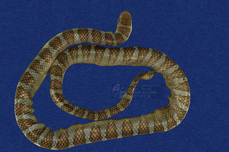 ƦƪaCD ]TMRS-0394^<br>^W١GWide-striped sea krait<br>ԤBǦWGLaticauda semifasciata<br>LOWGbDBCD<br>L^OWGCormor sea snake