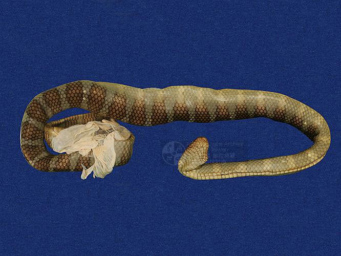 ƦƪaCD ]TMRS-0401^<br>^W١GWide-striped sea krait<br>ԤBǦWGLaticauda semifasciata<br>LOWGbDBCD<br>L^OWGCormor sea snake