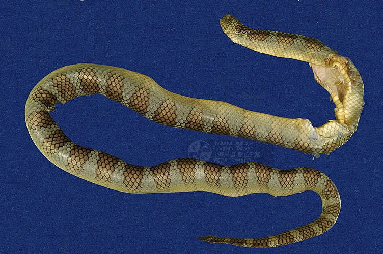 ƦƪaCD ]TMRS-0402^<br>^W١GWide-striped sea krait<br>ԤBǦWGLaticauda semifasciata<br>LOWGbDBCD<br>L^OWGCormor sea snake