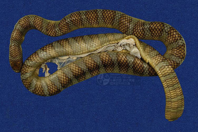 ƦƪaCD ]TMRS-0403^<br>^W١GWide-striped sea krait<br>ԤBǦWGLaticauda semifasciata<br>LOWGbDBCD<br>L^OWGCormor sea snake