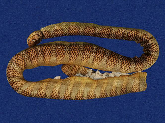 ƦƪaCD ]TMRS-0406^<br>^W١GWide-striped sea krait<br>ԤBǦWGLaticauda semifasciata<br>LOWGbDBCD<br>L^OWGCormor sea snake