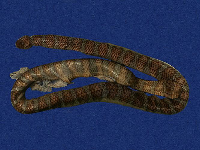 ƦƪaCD ]TMRS-0408^<br>^W١GWide-striped sea krait<br>ԤBǦWGLaticauda semifasciata<br>LOWGbDBCD<br>L^OWGCormor sea snake