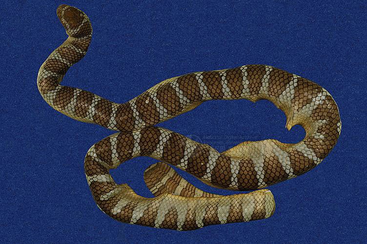 ƦƪaCD ]TMRS-0412^<br>^W١GWide-striped sea krait<br>ԤBǦWGLaticauda semifasciata<br>LOWGbDBCD<br>L^OWGCormor sea snake