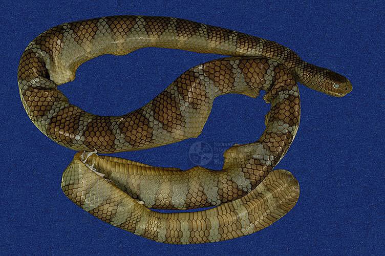 ƦƪaCD ]TMRS-0418^<br>^W١GWide-striped sea krait<br>ԤBǦWGLaticauda semifasciata<br>LOWGbDBCD<br>L^OWGCormor sea snake