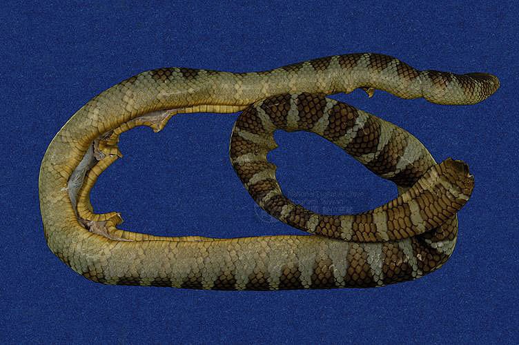 ƦƪaCD ]TMRS-0426^<br>^W١GWide-striped sea krait<br>ԤBǦWGLaticauda semifasciata<br>LOWGbDBCD<br>L^OWGCormor sea snake