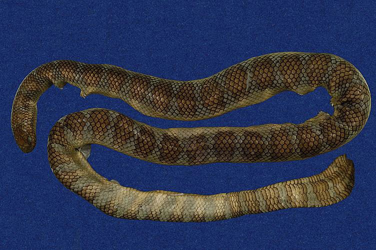 ƦƪaCD ]TMRS-0427^<br>^W١GWide-striped sea krait<br>ԤBǦWGLaticauda semifasciata<br>LOWGbDBCD<br>L^OWGCormor sea snake