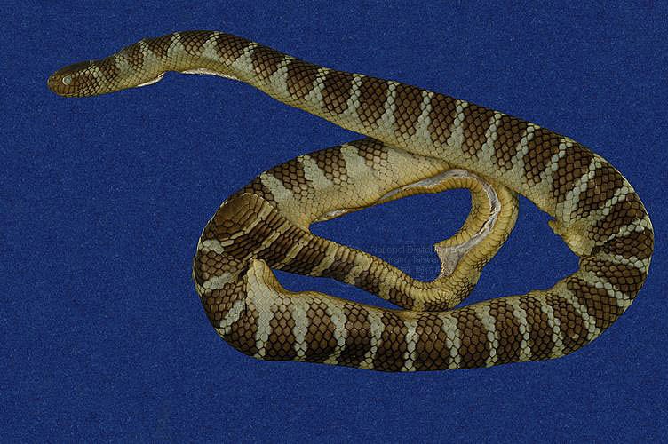 海蛇种类图片