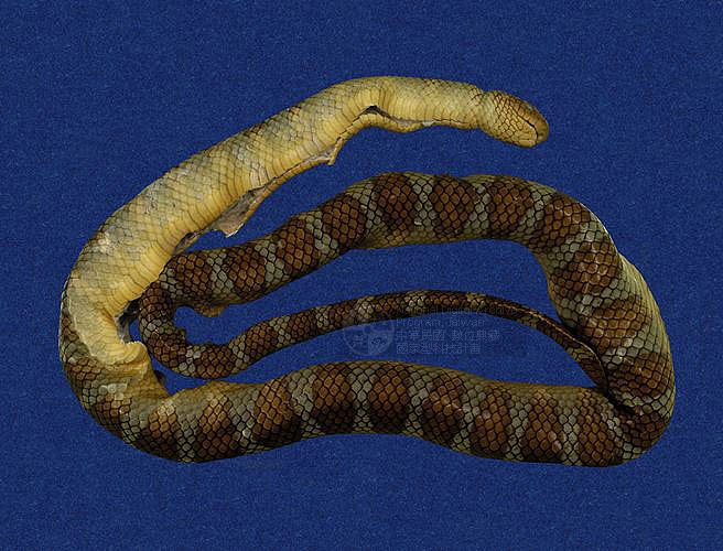ƦƪaCD ]TMRS-0433^<br>^W١GWide-striped sea krait<br>ԤBǦWGLaticauda semifasciata<br>LOWGbDBCD<br>L^OWGCormor sea snake