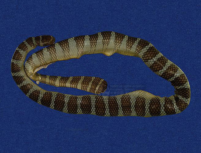 ƦƪaCD ]TMRS-0434^<br>^W١GWide-striped sea krait<br>ԤBǦWGLaticauda semifasciata<br>LOWGbDBCD<br>L^OWGCormor sea snake