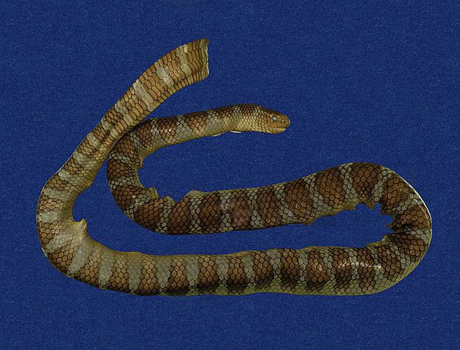 ƦƪaCD ]TMRS-0438^<br>^W١GWide-striped sea krait<br>ԤBǦWGLaticauda semifasciata<br>LOWGbDBCD<br>L^OWGCormor sea snake