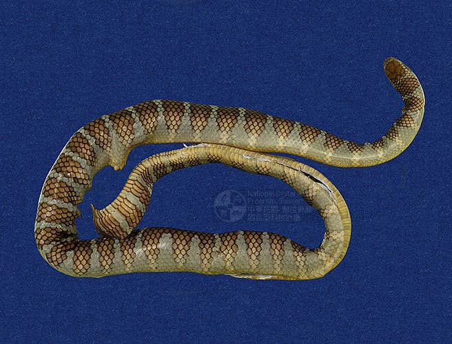 ƦƪaCD ]TMRS-0440^<br>^W١GWide-striped sea krait<br>ԤBǦWGLaticauda semifasciata<br>LOWGbDBCD<br>L^OWGCormor sea snake