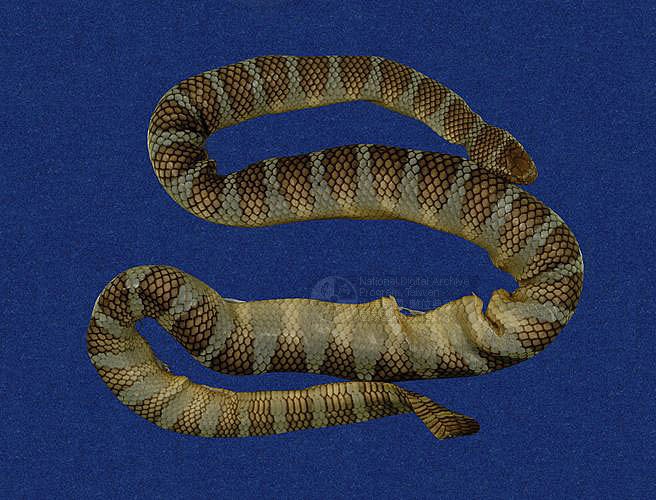 ƦƪaCD ]TMRS-0443^<br>^W١GWide-striped sea krait<br>ԤBǦWGLaticauda semifasciata<br>LOWGbDBCD<br>L^OWGCormor sea snake