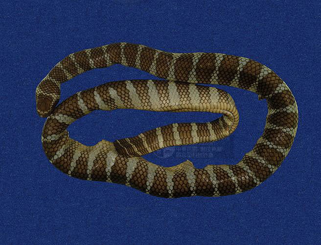 半环扁尾蛇图片