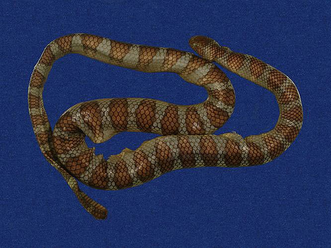 ƦƪaCD ]TMRS-0457^<br>^W١GWide-striped sea krait<br>ԤBǦWGLaticauda semifasciata<br>LOWGbDBCD<br>L^OWGCormor sea snake