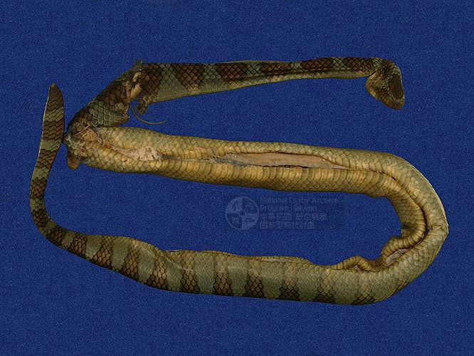 ƦƪaCD ]TMRS-0462^<br>^W١GWide-striped sea krait<br>ԤBǦWGLaticauda semifasciata<br>LOWGbDBCD<br>L^OWGCormor sea snake